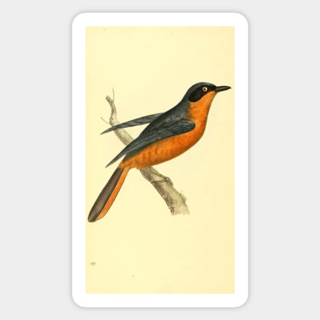 Zoological Illustrations by William Swainson, Turdus vociferans. Calling Thrush. Sticker by Donkeh23